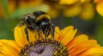 Канадський «бджолиний фунгіцид» допоможе фермерам Рис.1