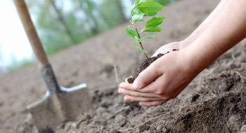 Мінрегіон планує змінити норми висадки і поливу дерев у містах Рис.1