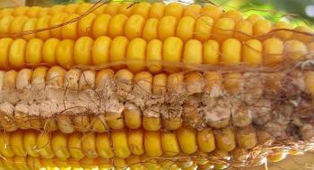На 70% обстежених площ качани кукурудзи уражені фузаріозом Рис.1