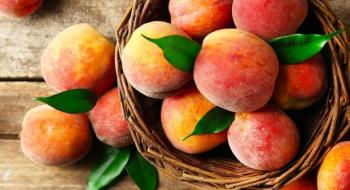 На Львівщині фермер вирощує 36 сортів персика Рис.1