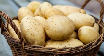 На Волині зареєстрували першого виробника насіннєвої картоплі Рис.1