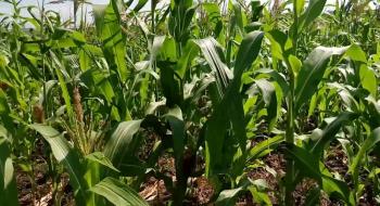 Науковці визначили оптимальні умови поливу для середньопізньої групи гібридів кукурудзи Рис.1