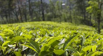 Найпівнічніша у світі плантація чаю росте на Закарпатті Рис.1