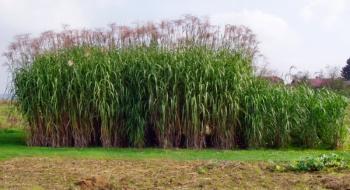 Слонова трава може стати новим джерелом етанолу Рис.1
