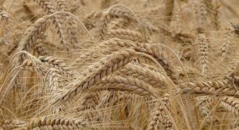 Вчені розробили портативний секвенатор ДНК пшениці, який дозволяє ідентифікувати хвороби рослини ще до їх прояви Рис.1
