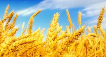 Жнива-2019: В Україні зібрано понад 46 млн тонн зерна Рис.1
