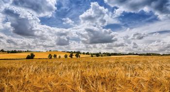 Жнива-2019: В Україні зібрано зерна з понад 10 млн га Рис.1