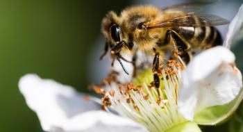 Бджоли приносять до $ 500 млрд в світову економіку Рис.1