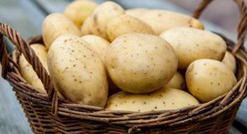 Чому в Україну масово завозять імпортну картоплю Рис.1