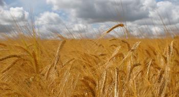 Для українських аграріїв розроблять систему страхування врожаїв Рис.1