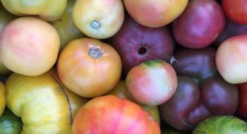 Фермери-органіки вирощують 120 сортів томатів Рис.1