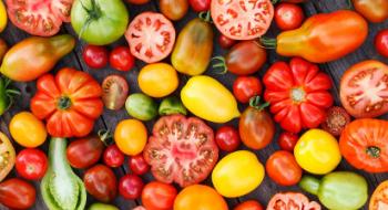 Іспанські фермери-органіки вирощують понад 120 сортів томатів Рис.1