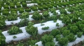 На Львівщині почали вирощувати органічні салати Рис.1