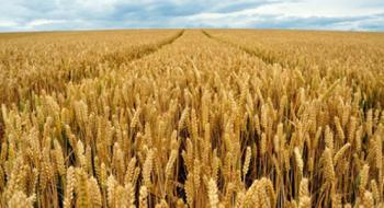 Названо сорти озимої пшениці, найбільш стійкі до твердої сажки Рис.1