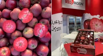 Новий червоношкірий італійський сорт яблук має сюрприз всередині Рис.1