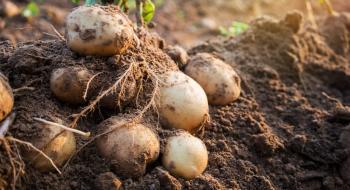 Новий сорт картоплі з коротким циклом вегетації представив Еквадор Рис.1