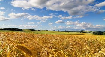 Осіння посівна-2019: В Україні посіяно понад 4 млн га озимих зернових Рис.1
