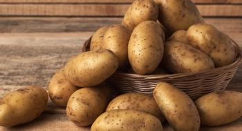 Професійні господарства зібрали на 20% менше картоплі Рис.1
