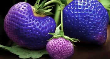 Турецька фермерка почала вирощувати фіолетову полуницю Рис.1