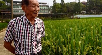 У Китаї вивели новий високоврожайний гібридний рис Рис.1