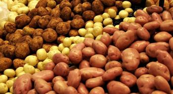 Україна за вересень імпортувала більше картоплі, ніж будь-коли в історії за цілий рік Рис.1