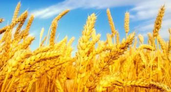 Українські вчені визначили найурожайніші сорти озимої пшениці Рис.1