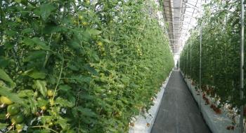 В Японії розробили інноваційний спосіб вирощування овочів та фруктів Рис.1