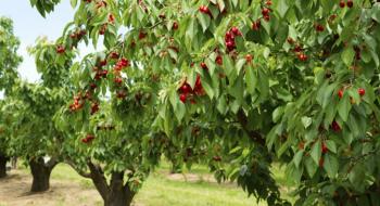 Яблуневі та черешневі сади краще ростуть на лісових ґрунтах Рис.1
