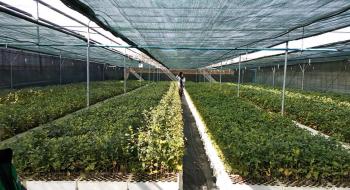 За сучасними технологіями на Тернопільщині вирощують саджанці із закритою кореневою системою Рис.1