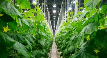 250 га інноваційних теплиць: як вирощує огірки канадський агролідер Рис.1