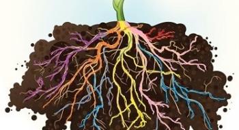 Бактерії, що живуть у коренях, захищають рослини від інфекцій Рис.1