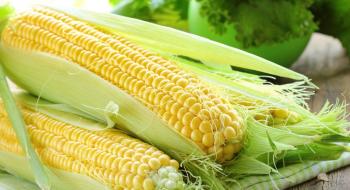 Через туман в Україні може постраждати врожай кукурудзи Рис.1