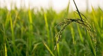 Corteva Agriscience зареєструвала в Україні новий гербіцид для рису Рис.1