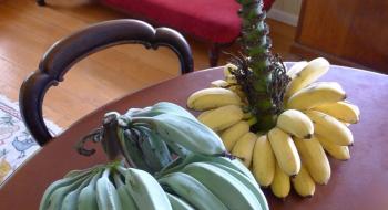 Фантастичні блакитні банани: дивовижний смак, нереальний колір Рис.1