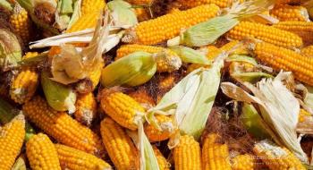 ІМК завершила жнива-2019: урожай кукурудзи вище плану Рис.1