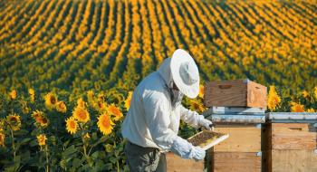 Мінекономіки виступить майданчиком для обговорення питань бджільництва Рис.1