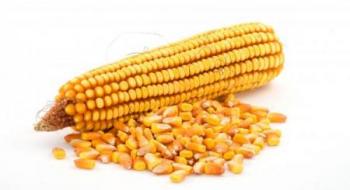 На вміст крохмалю в зерні кукурудзи впливають мінеральні добрива, - дослідження Рис.1
