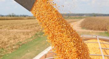 У «Баришівській зерновій компанії» прозвітували про збір пізніх зернових: результатом задоволені Рис.1