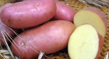 У США розробляють новий сорт картоплі з поліпшеними якостями Рис.1