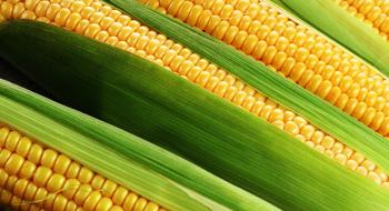 Україна у 2 рази збільшила експорт кукурудзи в Євросоюз Рис.1