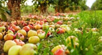 Українські фермери можуть подвоїти урожай яблук, використовуючи дикорослі запилювачі Рис.1