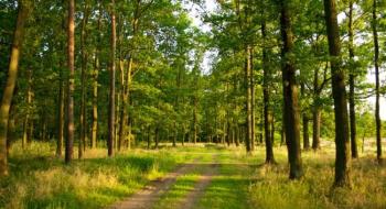 Уперше за 10 років в Україні упорядкують лісовий фонд Рис.1