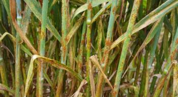 Вчені розкрили походження бурої іржі пшениці Рис.1