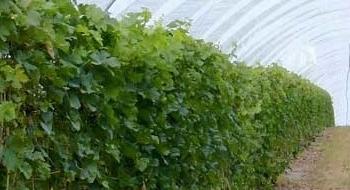 Виноград у високих тунелях менше пошкоджується шкідниками та має більшу врожайність Рис.1