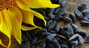 За десять місяців Україна імпортувала насіння соняшнику на $196,7 млн Рис.1
