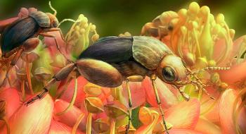 Знайдений в бурштині жук почав запилювати рослини на 50 млн років раніше, ніж вважали вчені Рис.1