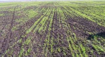 Аграрії Черкащини втратили 40% посівів озимих через посуху Рис.1