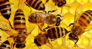 Аграріїв зобов’яжуть інформувати бджолярів про обробки полів через SMS Рис.1