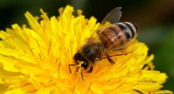 Для захисту бджіл Європа зменшує використання пестицидів Рис.1