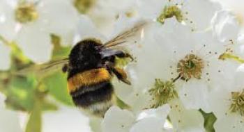 Для запилення рослин у світі вирощують 25 видів бджіл і джмелів, в Україні – 2 Рис.1